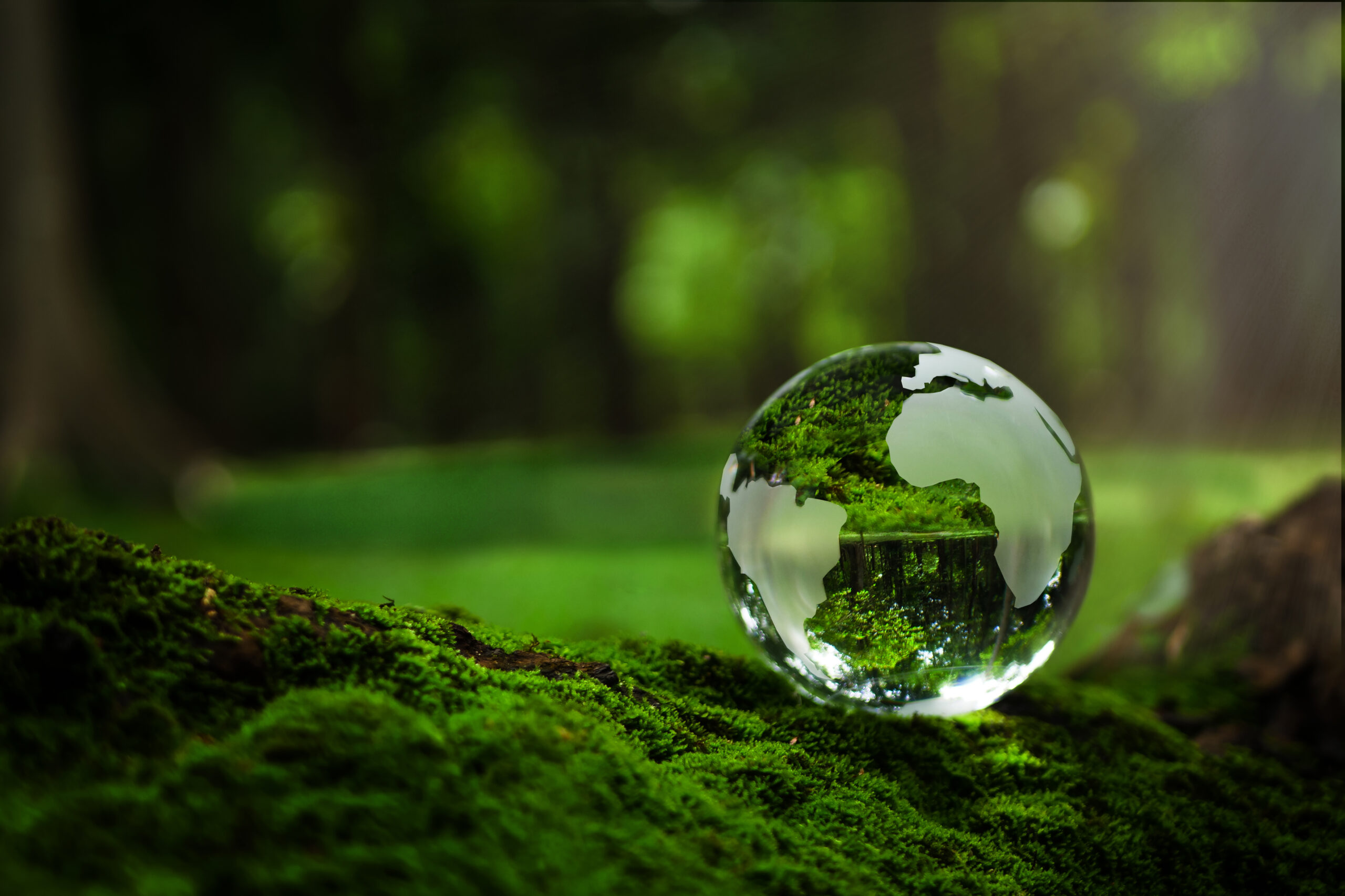 Crystal Earth On Soil In Forest With Ferns And Sunlight
