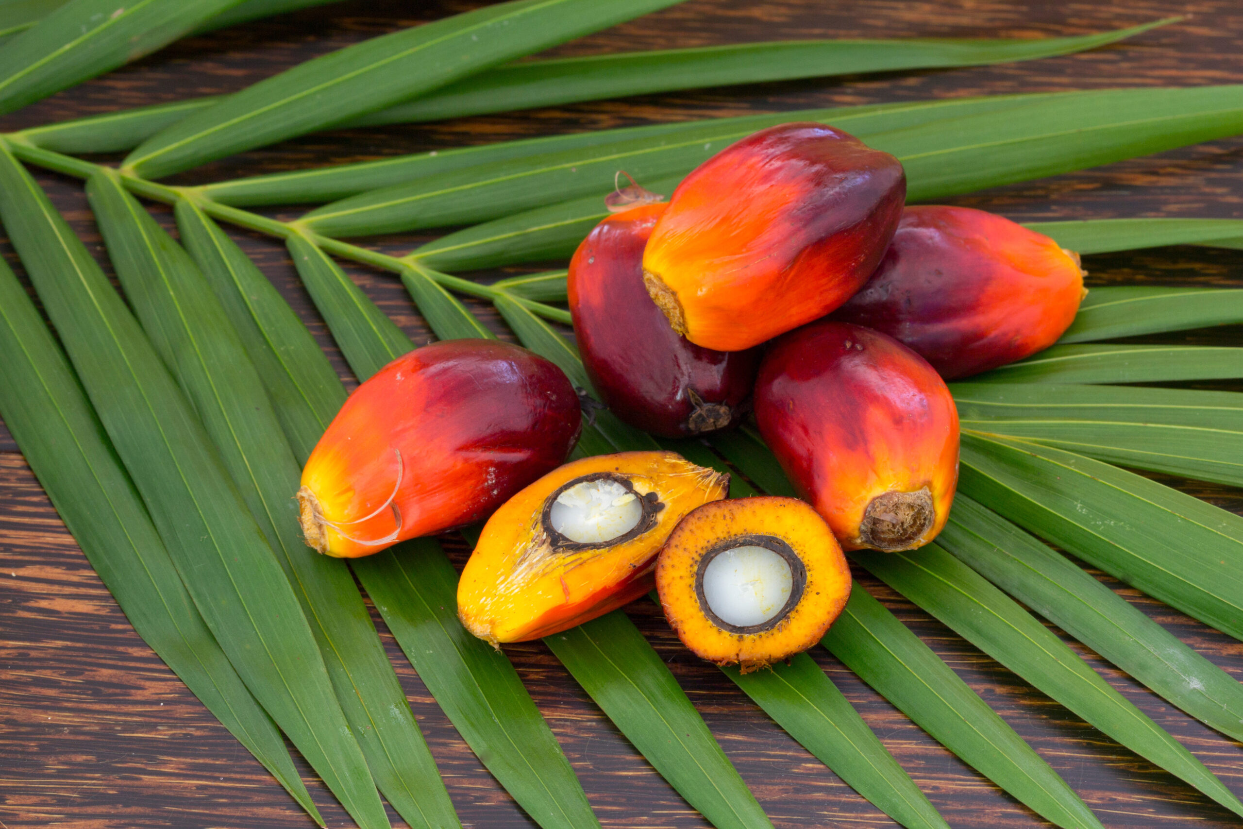 Close up of palm oil fruits