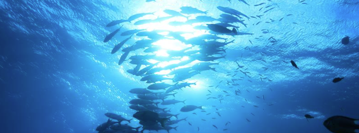 EU Fisheries Control Regulation.png