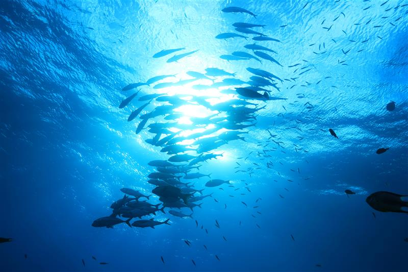 Fishery-Regulation-AdobeStock_2297898001.jpeg