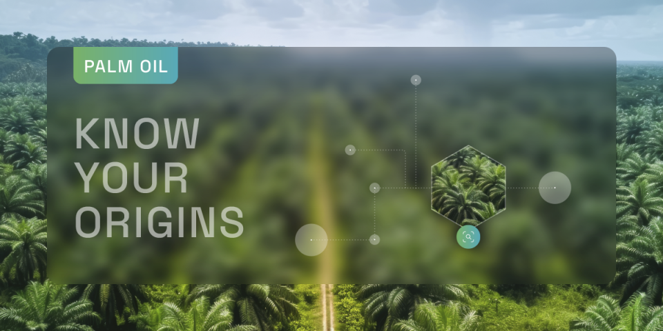 Palm oil blog_1.png