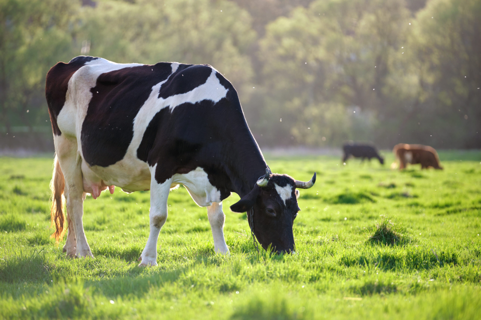 EUDR-commodity-cattle-scaled.jpeg