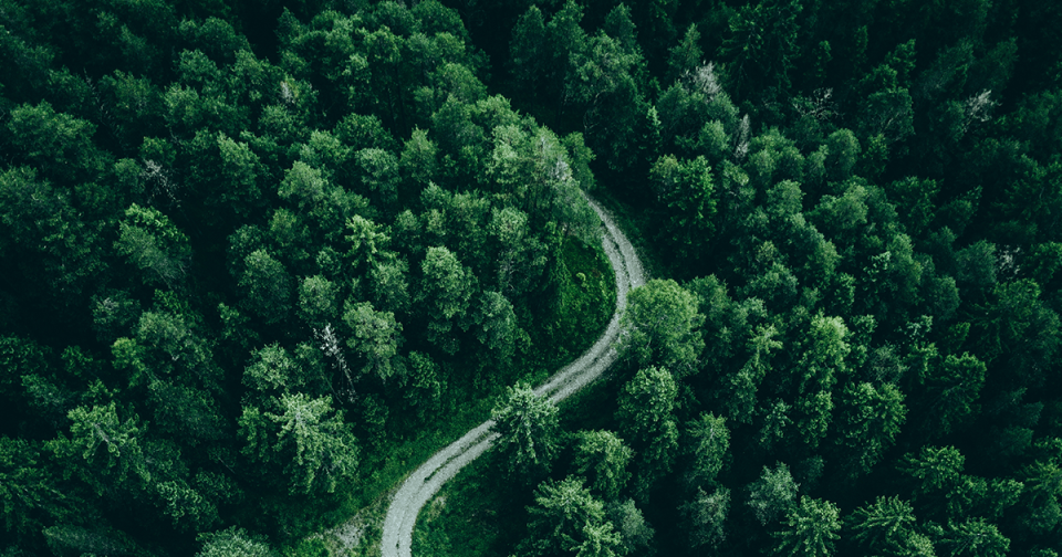 Forest_Sustainability Survey Report.png