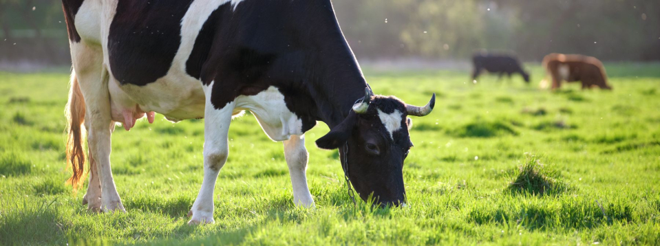 Cattle 01.jpg