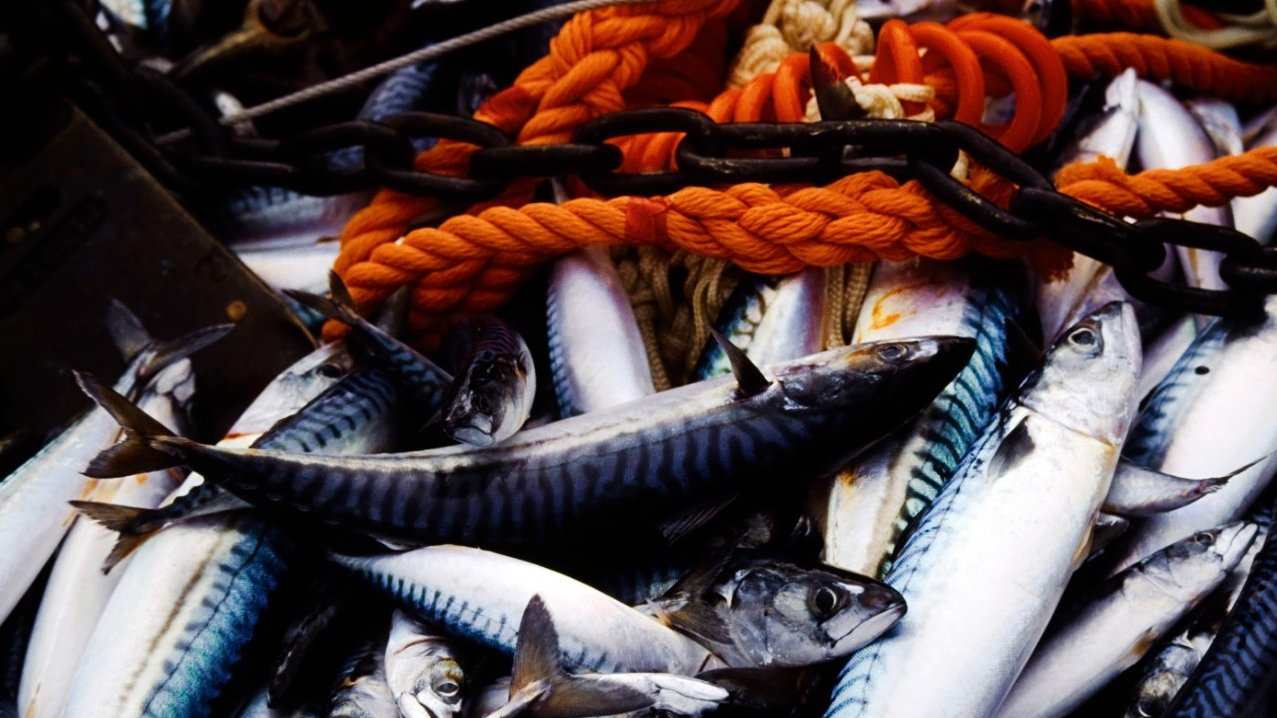 osapiens HUB for Food Traceability